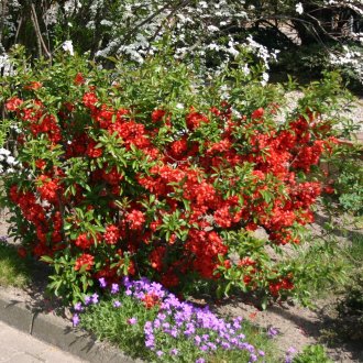 Buisson de coing japonais