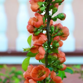 Henomeles Maulea