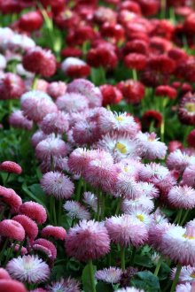 Pembe papatyalar