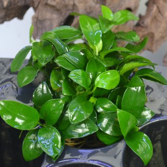 Anubias Nana untuk akuarium