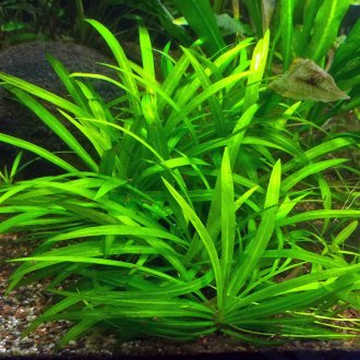 Echinodorus untuk akuarium