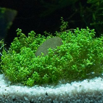 Akuarium Hemianthus