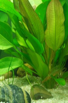 Schisandra dalam akuarium