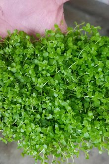 Micrantemum