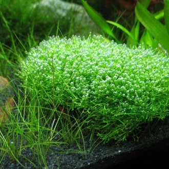 Riccia