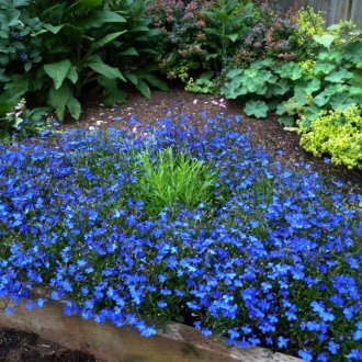 Lobelia no país