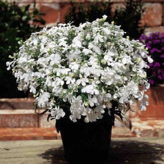 Lobelia Erinus Riviera