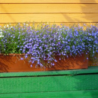 Lobelia na decoração da fachada da casa