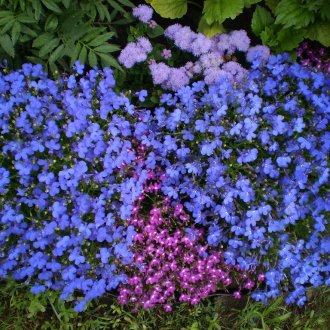 Canteiro de flores Lobelia