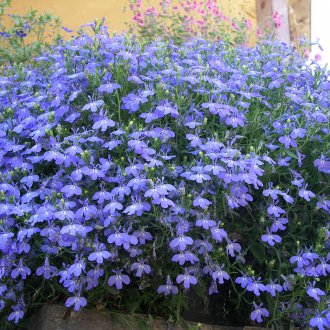 Lobelia bush