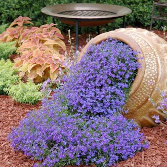 Lobelia em paisagismo