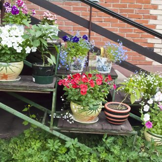 Lobelia nas escadas