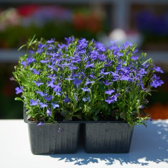 Lobelia plantio