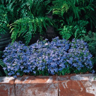 Lobelia ereta