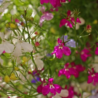 Lobelia roxa