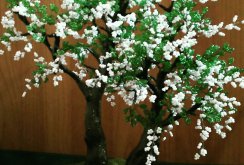 Δέντρο σφαιριδίων με λευκά λουλούδια