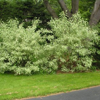 Bush Derena