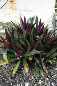 Jardim Tradescantia Reo