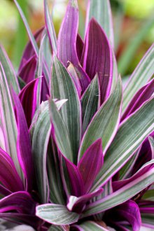 Tradescantia vesicular