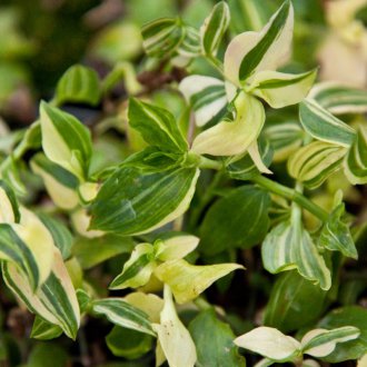 Tradescantia no jardim