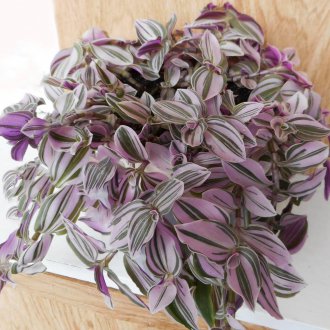 Tradescantia Seyahat