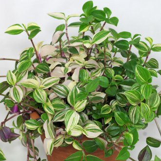Tradescantia Nehir Kıyısı