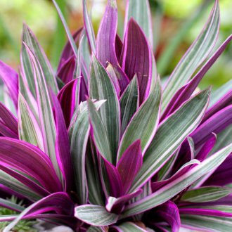 Tradescantia veziküler