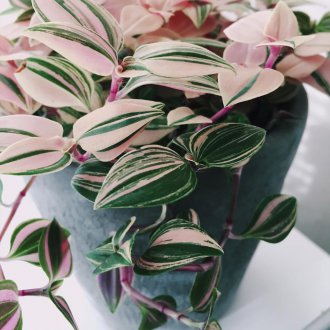 Tradescantia üç renkli