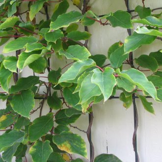 Argumento de actinidia