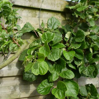 Actinidia delicioso