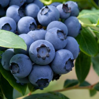Blueberry garden Bluery