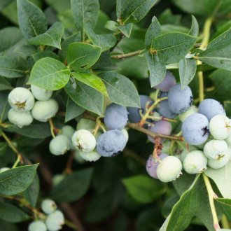 Jardin bleuets trop petits