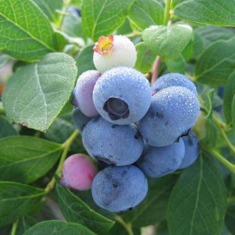 Jardin bleuets Patriot