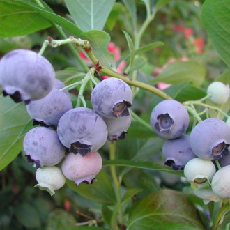 Planter des bleuets