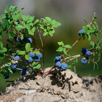 Propagation des bleuets