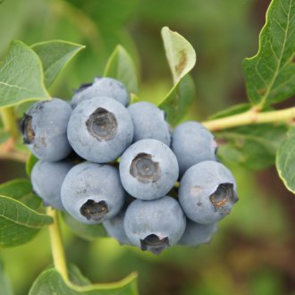 Jardin Blueberry River