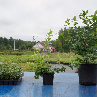 Semis de myrtille