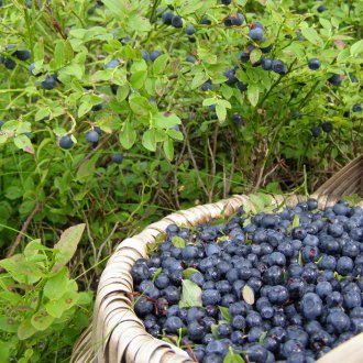 Blueberry Care