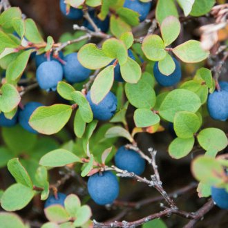 Cultiver des bleuets