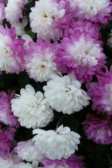 Koreanische Chrysantheme