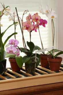 Zimmerpflanze Orchidee