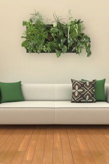 Zimmerpflanzen im Wohnzimmer