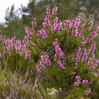 Ortak heather