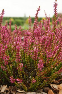 Heather pembe