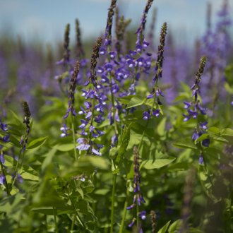 Vahşi heather