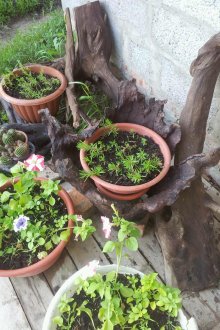 Driftwood ve saksılar siteyi süslemek için