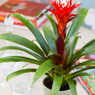 Guzmania