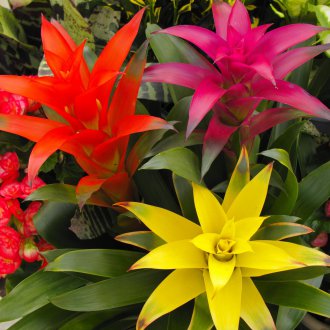 Ανθισμένα guzmania