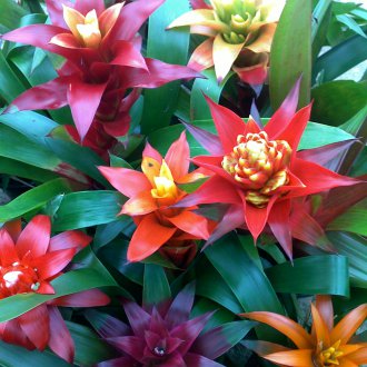 Μίγμα Guzmania