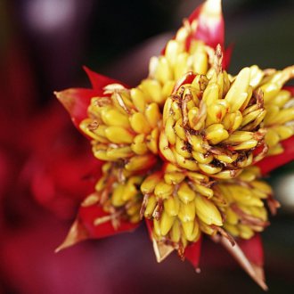 Guzmania Tempo